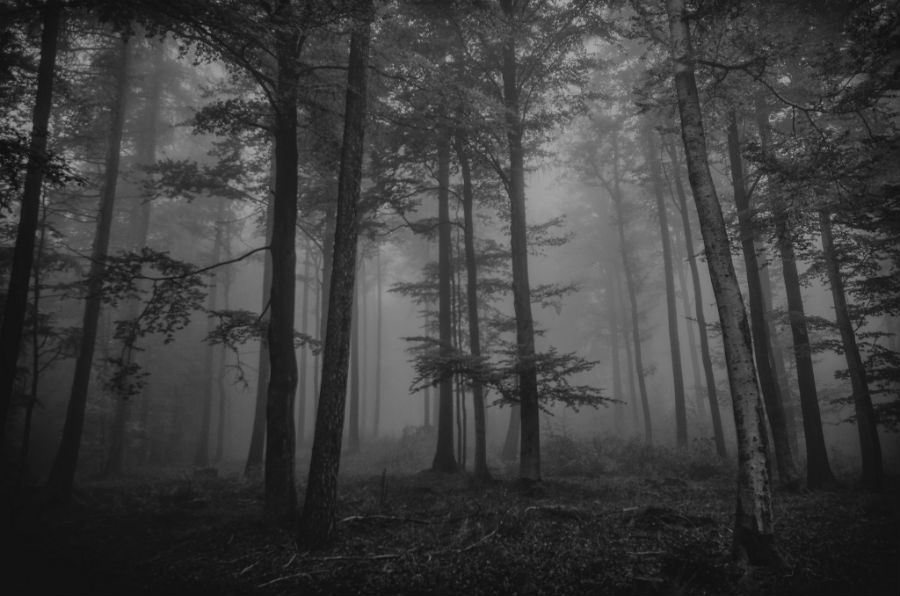 Šumske misterije 
