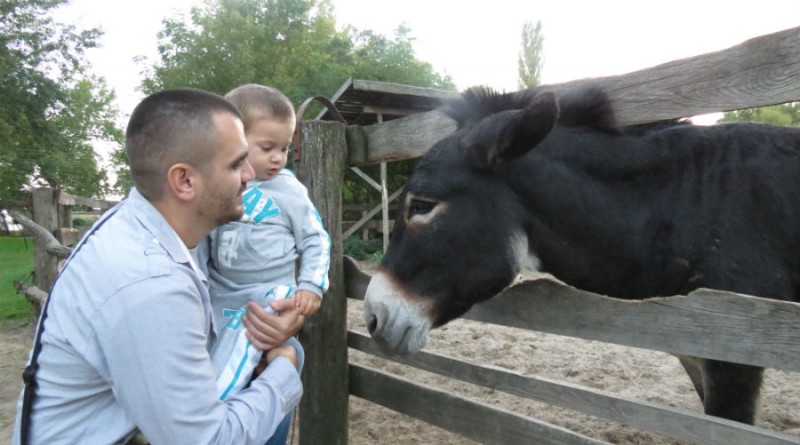 Serbia Subotica Palic zoo donkey
