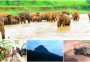 Sri Lanka travel guide information society wildlife and climate