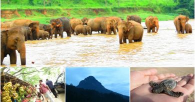 Sri Lanka travel guide information society wildlife and climate